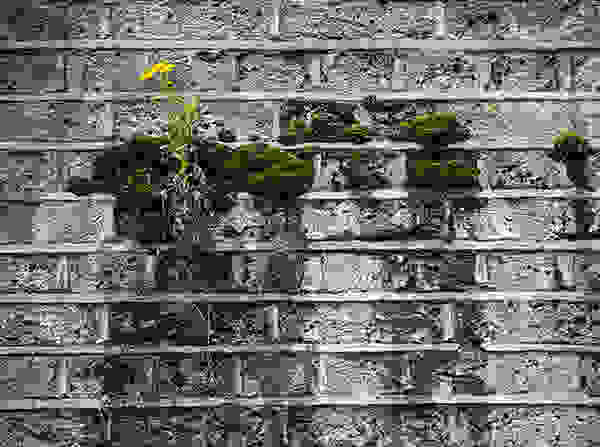 flower-tree-growing-concrete-pavement-22.jpg