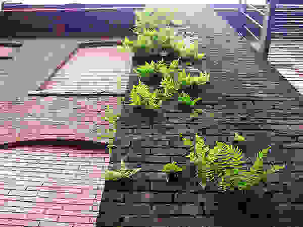 flower-tree-growing-concrete-pavement-27.jpg