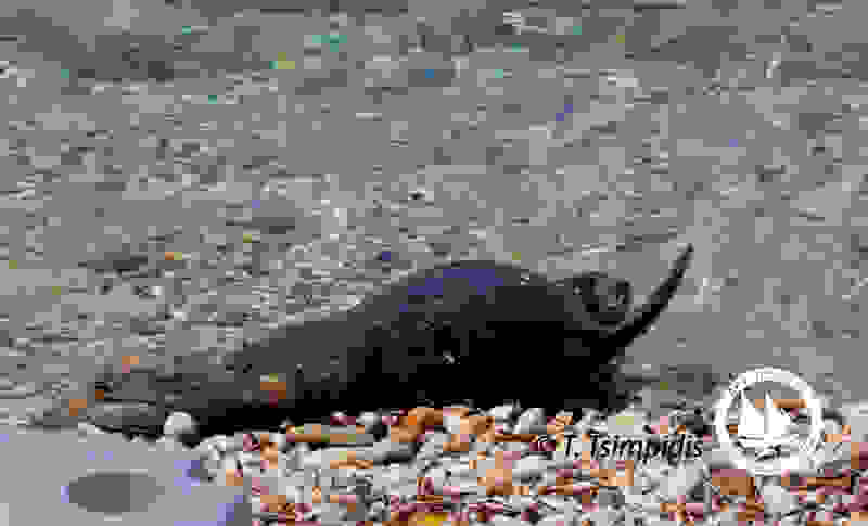 fokia_splashLogo.jpg
