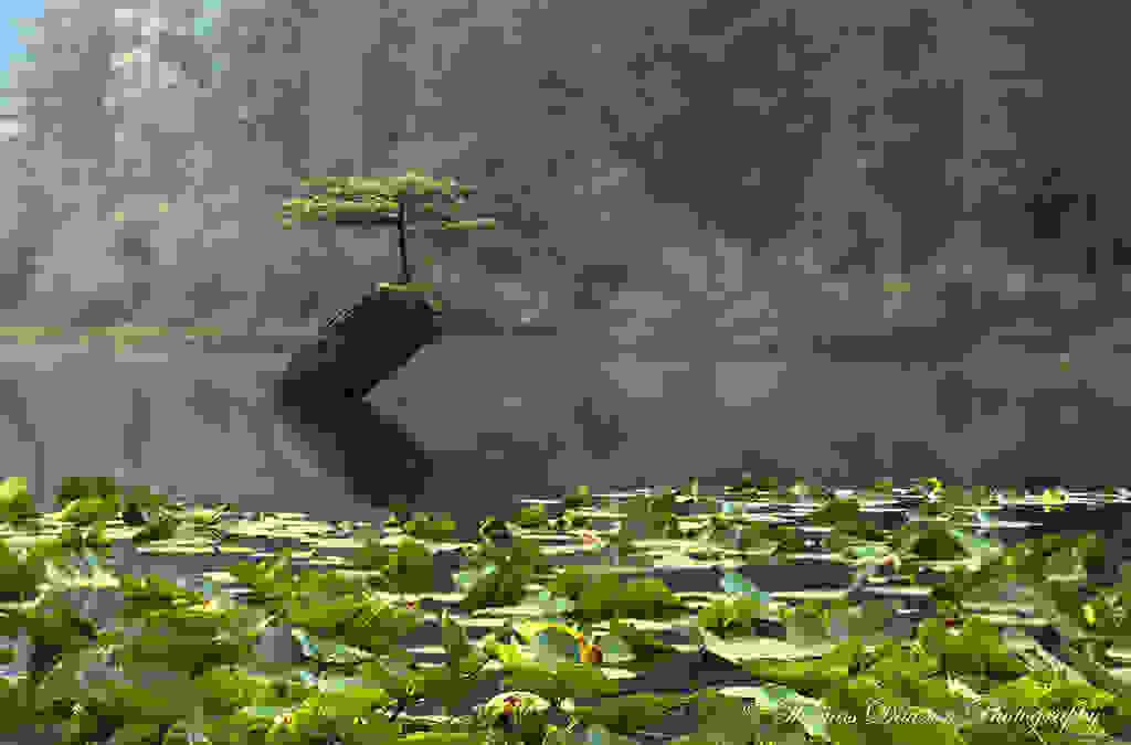 9565261178 6c0446c4b6 b