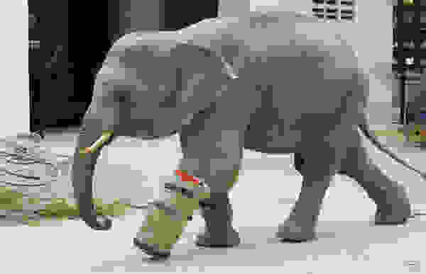 ani4