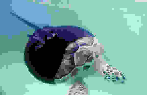 ani5