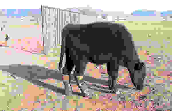ani7