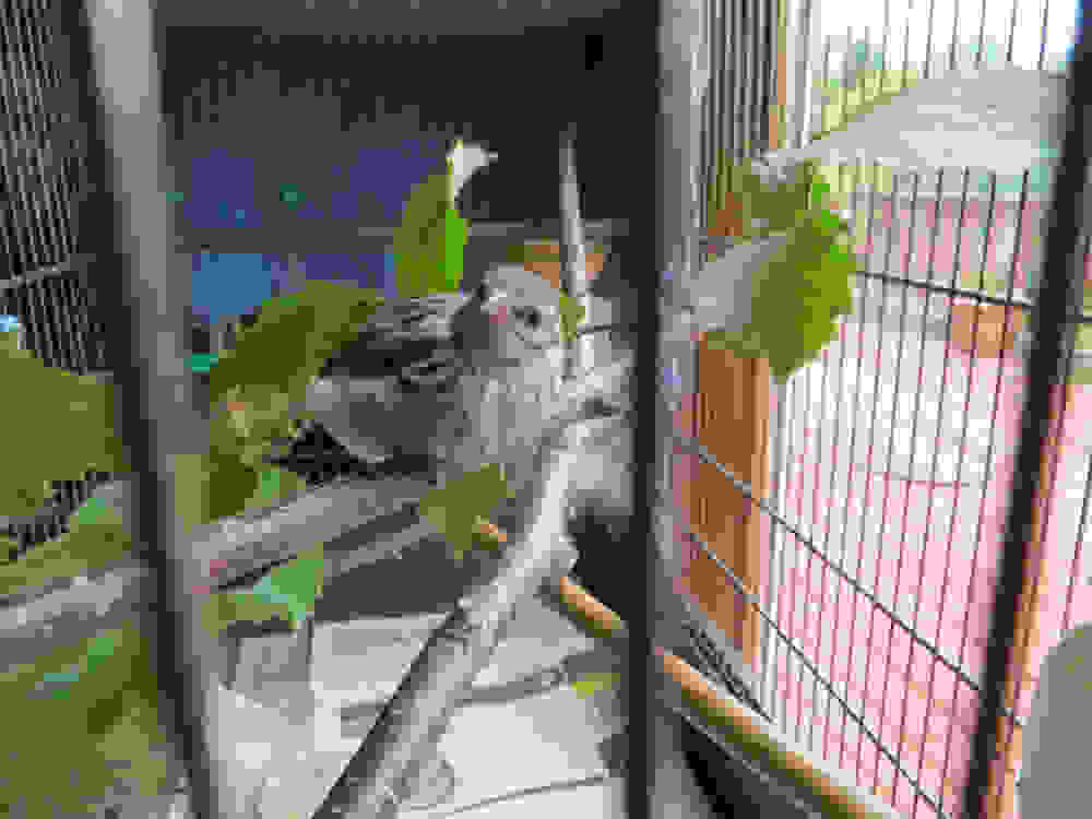 birdy5