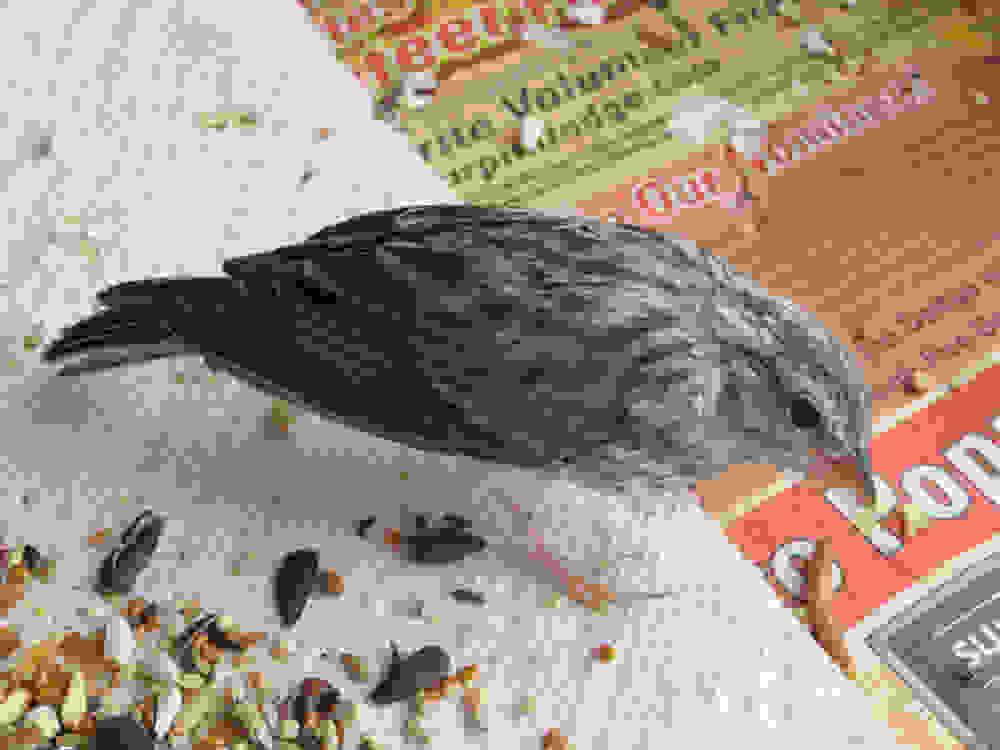 birdy6