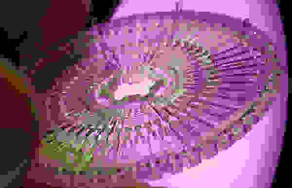 condom3