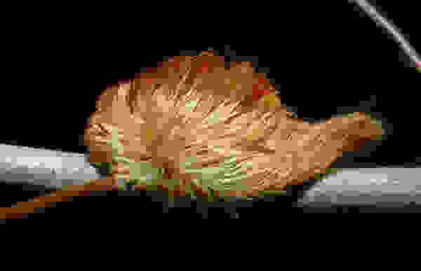 kampia1
