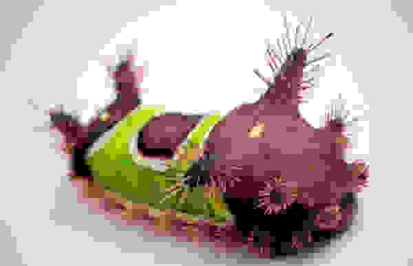 kampia4