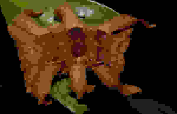 kampia6