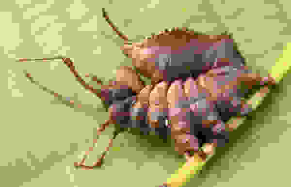 kampia7