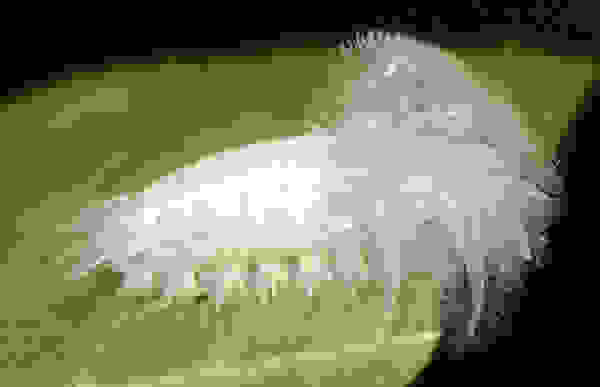 kampia8
