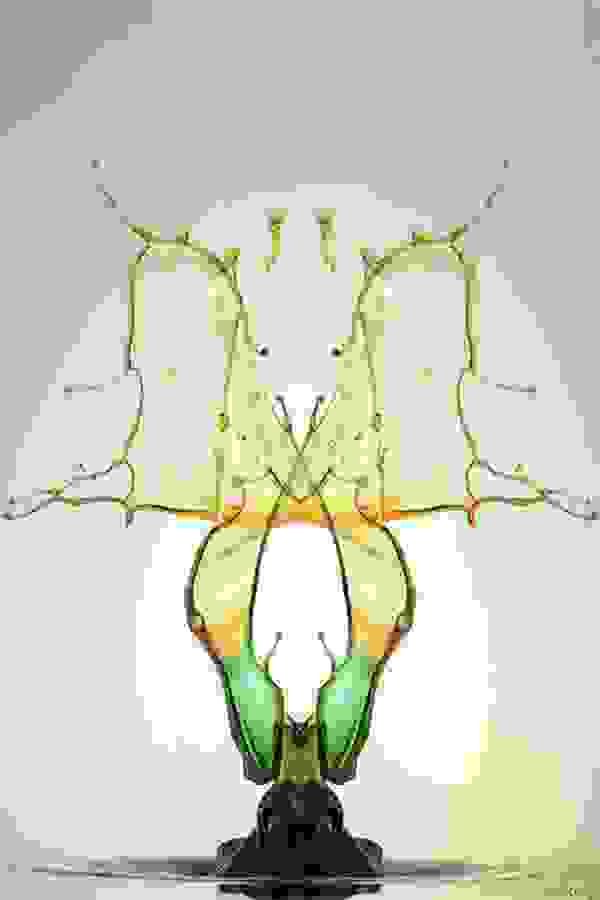 markus reugels butterfly