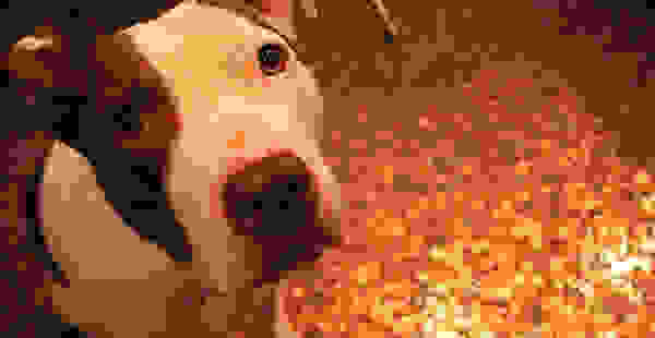 patoma6