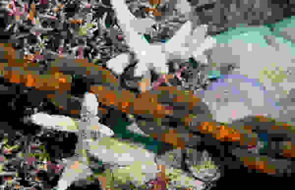 reef10