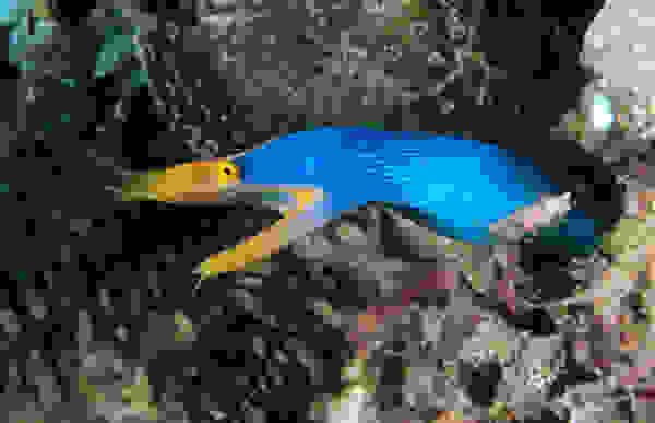 reef2