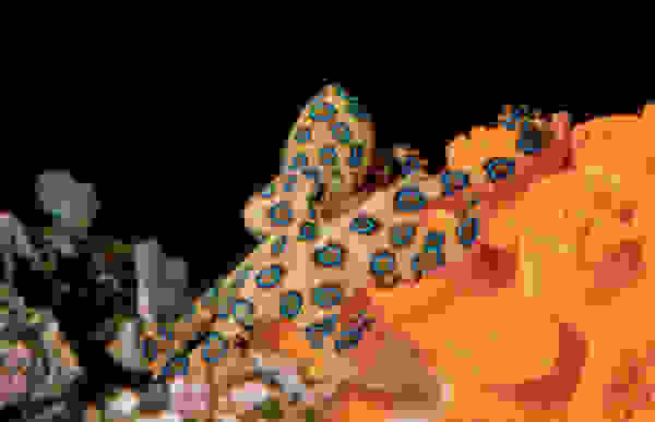 reef3