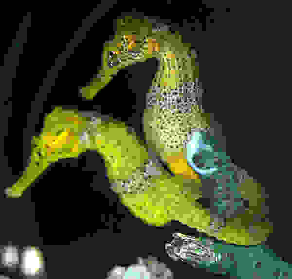 seahorse2