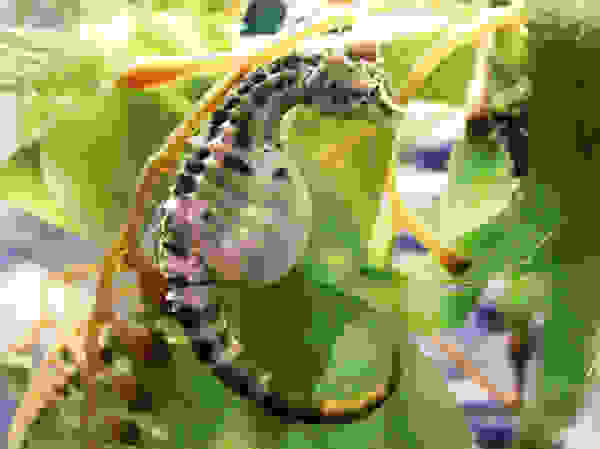 seahorse3