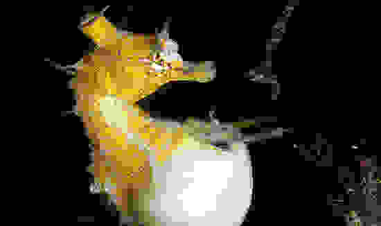 seahorse4