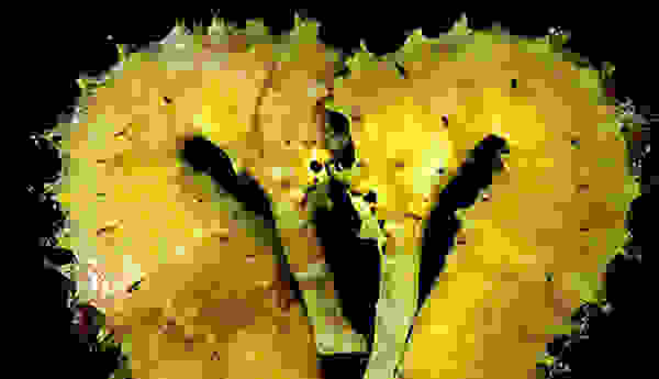 seahorsebest