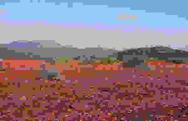 topio25