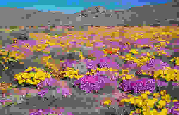 topio26