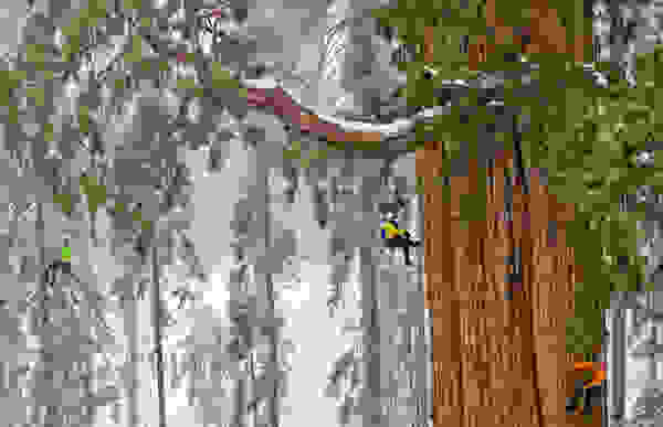 tree2
