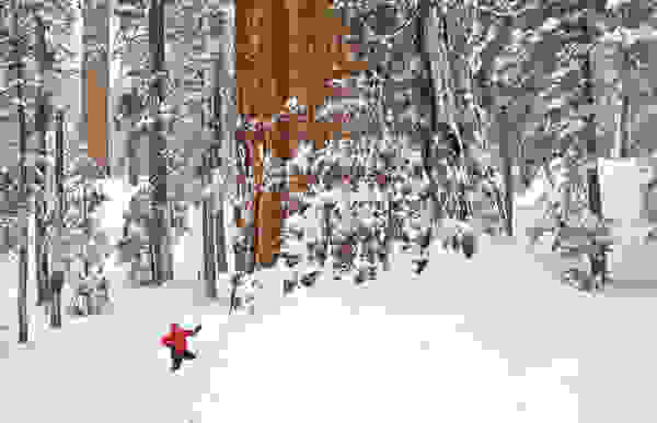 tree3