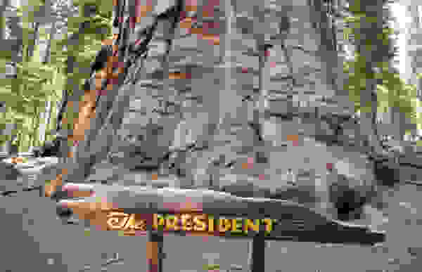 tree4
