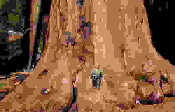 tree5