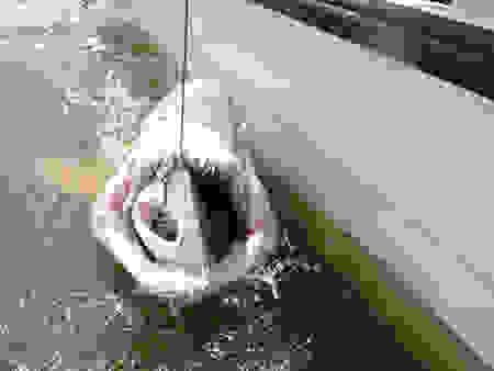 xwris photoshop7