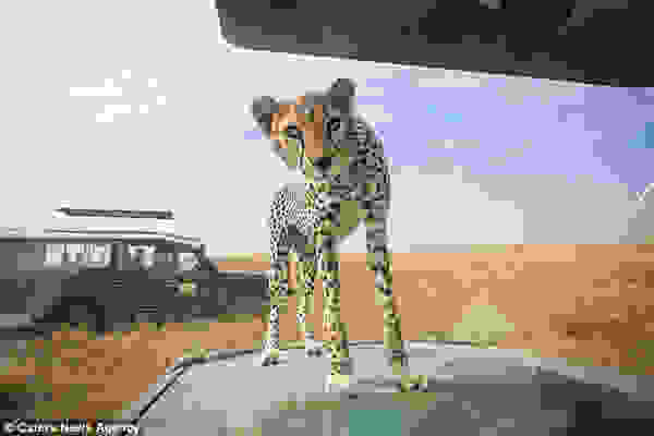 cheetah2