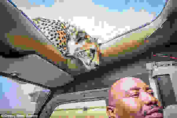 cheetah3