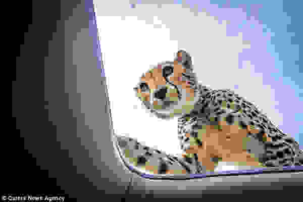 cheetah4