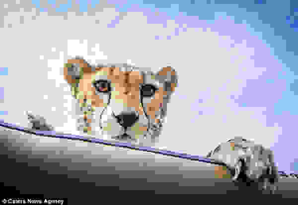 cheetah5