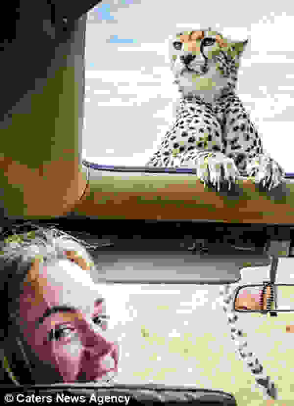 cheetah6