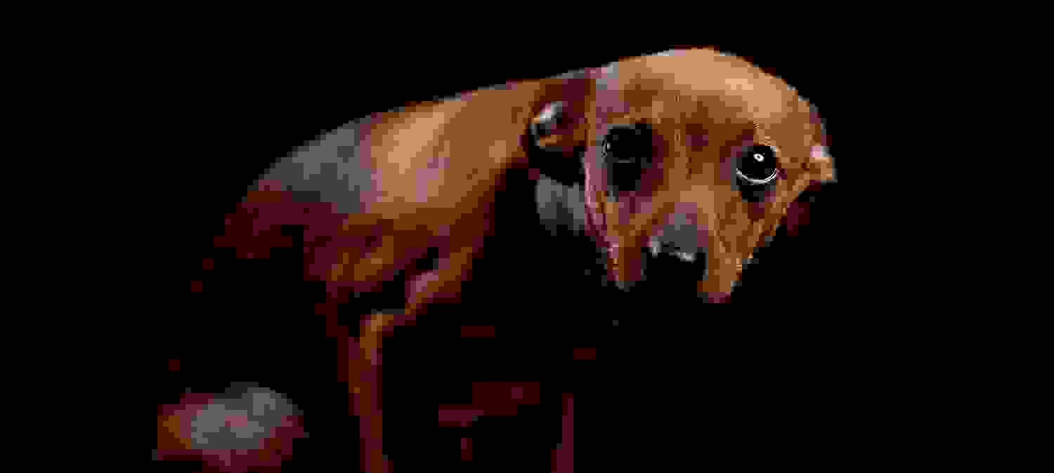 dog3