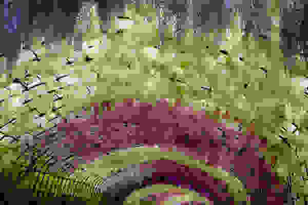 flowertunnel4