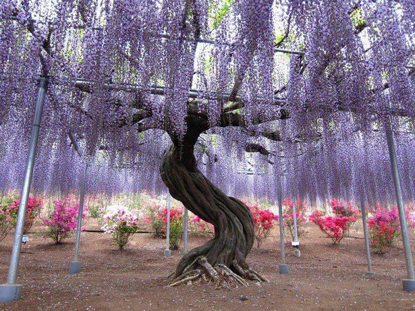 flowertunnel7