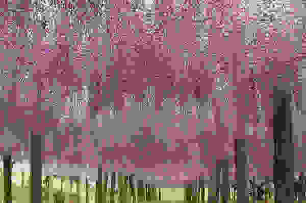 flowertunnel9