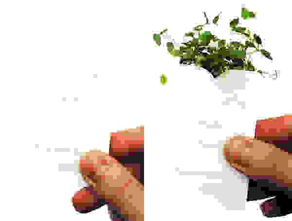 grass10