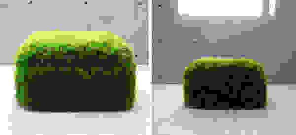 grass12