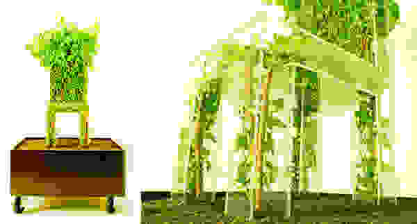 grass7