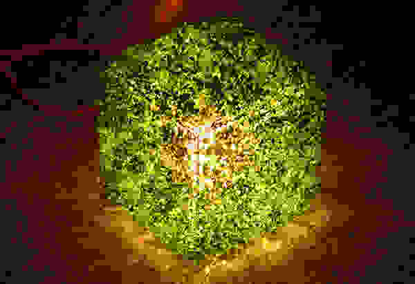 grass9
