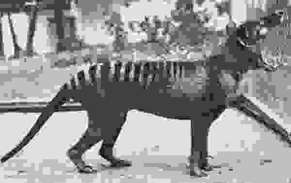 istor15
