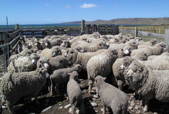 sheep-580x392
