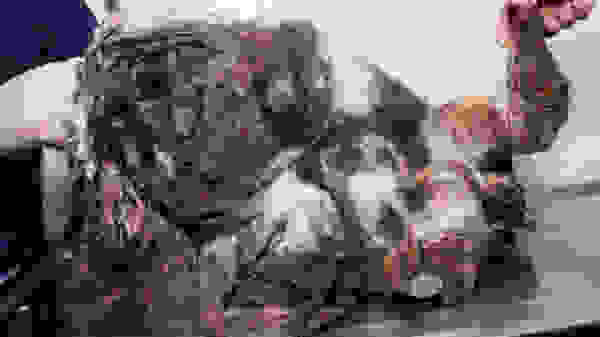 straydog1