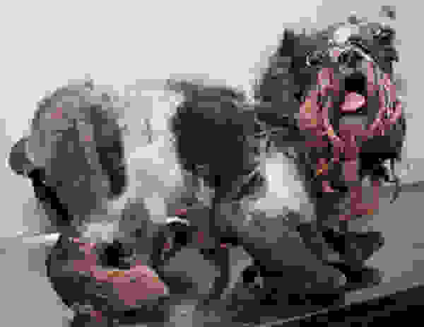 straydog2