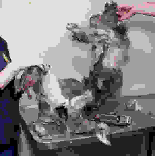 straydog3
