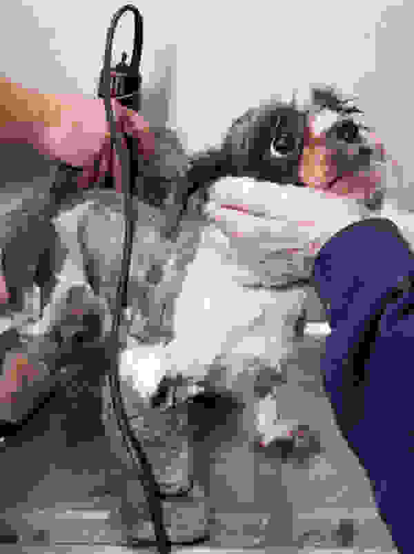straydog4